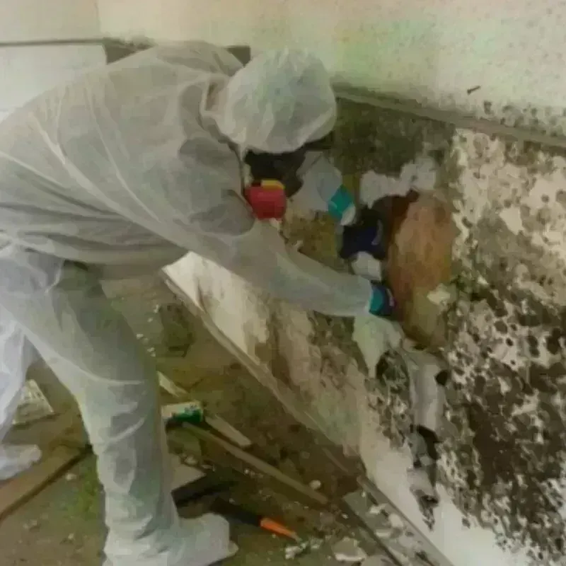 Mold Remediation and Removal in Corte Madera, CA